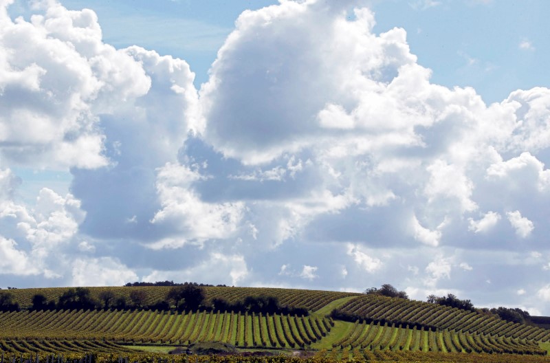 © Reuters. OPTIMISME DANS LE VIGNOBLE DE BORDEAUX AVANT LA SEMAINE DES PRIMEURS