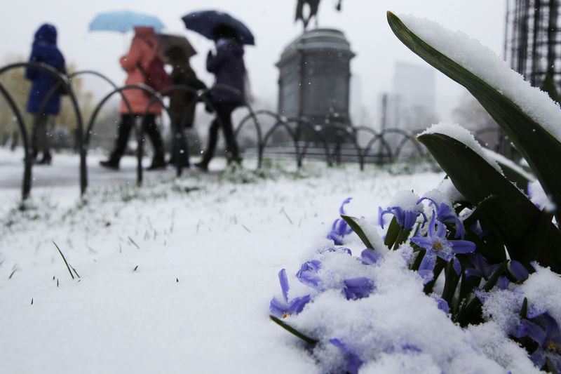 © Reuters. Falling snow sits on flowers in the Public Garden during a spring snow storm in Boston