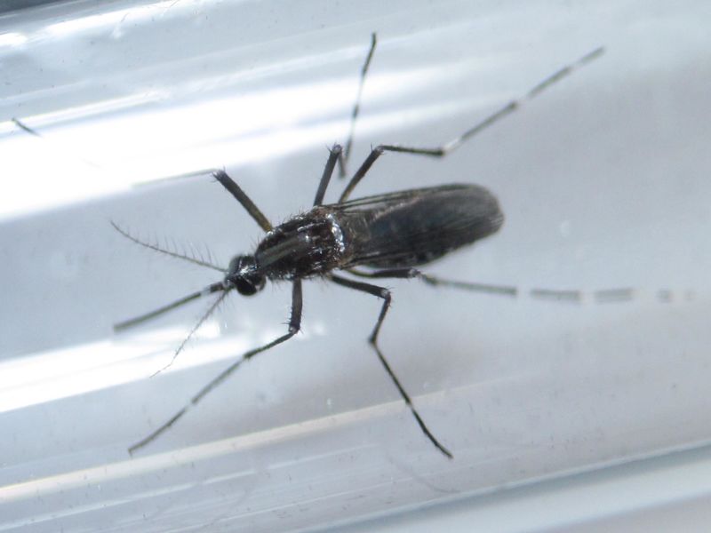 © Reuters. File photo of an Aedes aegypti mosquitoe inside a test tube as part of a research on preventing the spread of the Zika virus at a control and prevention center in Guadalupe