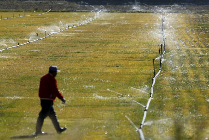© Reuters. الجفاف يجبر سكان كاليفورنيا على خفض استهلاكهم للمياه بمقدار الربع