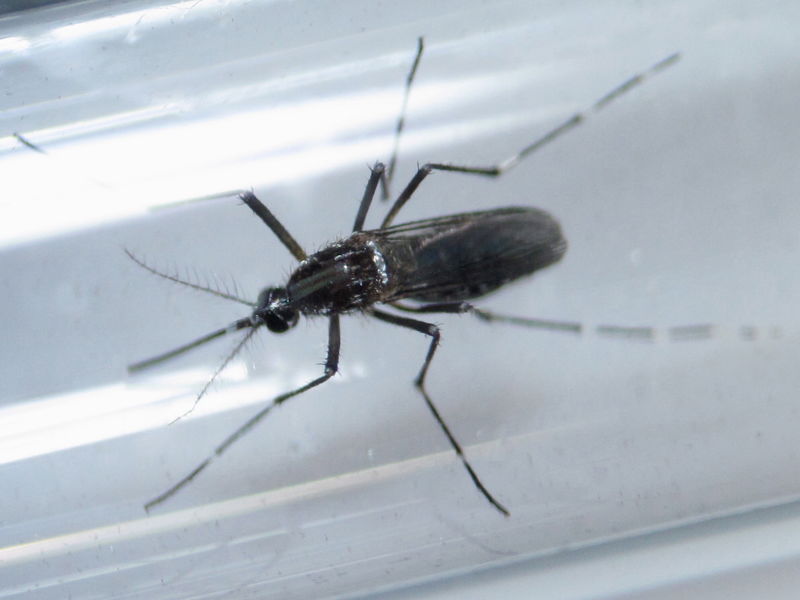 © Reuters. Mosquito Aedes aegypti em tubo na cidade mexicana de Guadalupe 