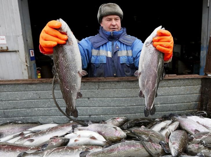 © Reuters. Сотрудник  частной рыбной фермы на реке Енисей