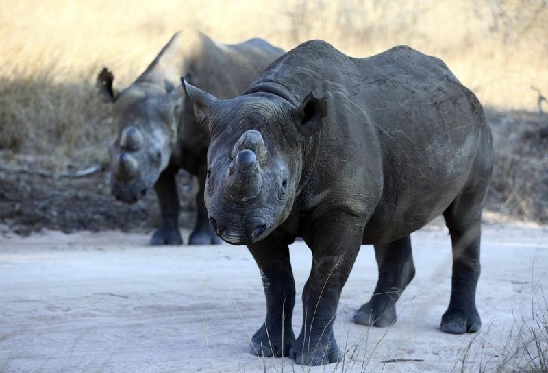 © Reuters. زيمبابوي تنفذ قتل الرحمة في أنثى وحيد القرن الأسود