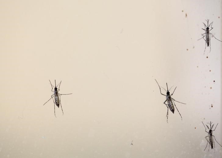 © Reuters. Expertos de la OMS respaldan la vacuna de Sanofi en áreas con altas tasas de dengue