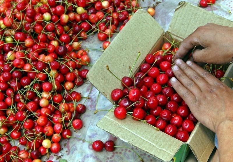 © Reuters. LA FRANCE INTERDIT L'IMPORTATION DE CERISES TRAITÉES AU DIMÉTHOATE