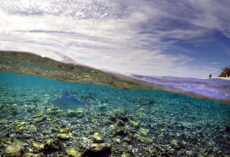 © Reuters. استراليا تتوقع تكلفة 73 مليون دولار لتطهير منطقة قرب الحاجز المرجاني العظيم