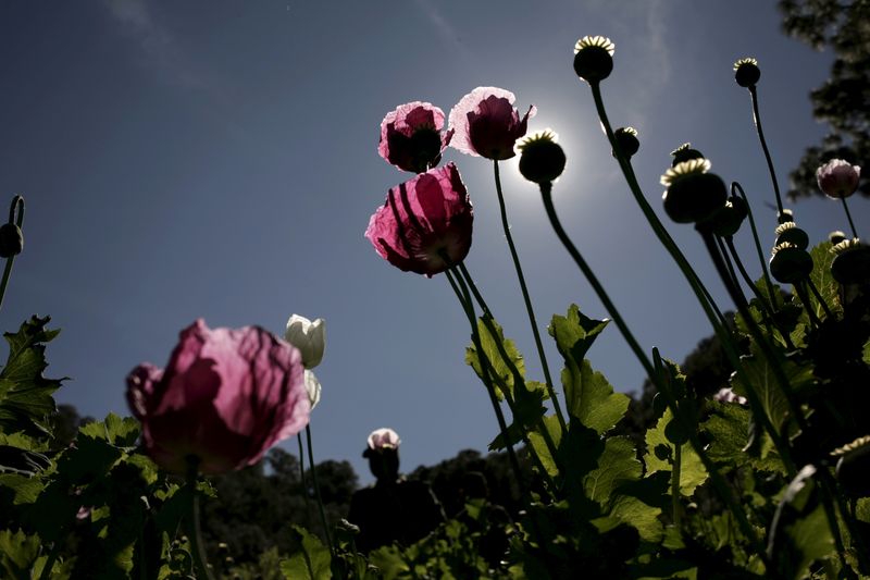 © Reuters. Poppy plants used to make heroin are seen at a clandestine plantation during a military operation in Sierra de Culiacan in the state of Sinaloa