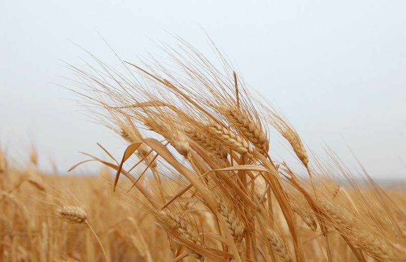 © Reuters. A wheat field is seen in the Assanamein area