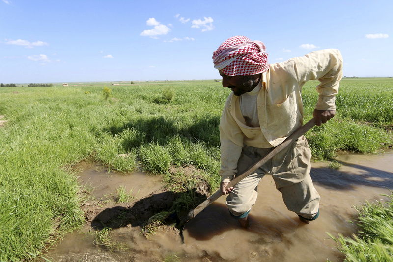 © Reuters. Agricultor trabalha em plantação de trigo na província síria de Ras al-Ain