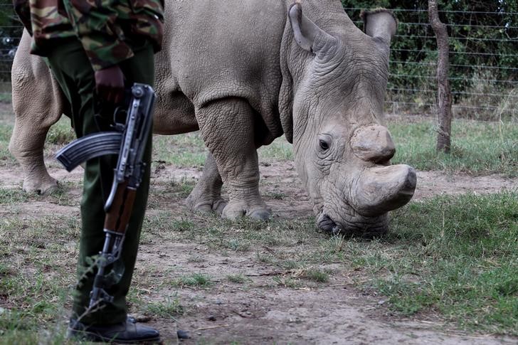 © Reuters. Policial ao lado de rinoceronte branco em Laikipia, Quênia