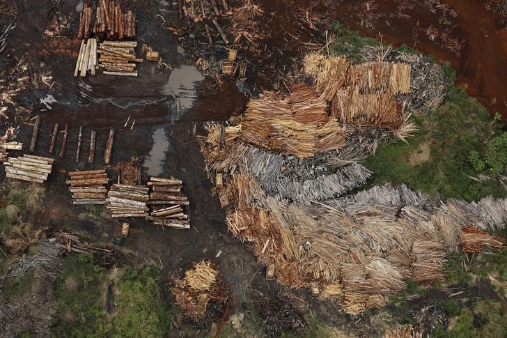 © Reuters. Serrarias que processam ilegalmente árvores da floresta amazônica são vistos perto do Rio Pardo, no município de Porto Velho, em Rondônia