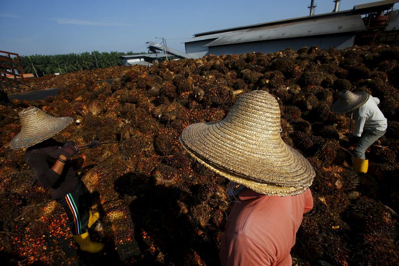 © Reuters. File photo of a worker collecting palm oil fruit inside a palm oil factory in Sepang, outside Kuala Lumpur