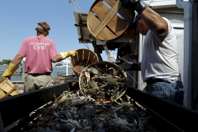 © Reuters. The Wider Image: Crab-Catching Blues 