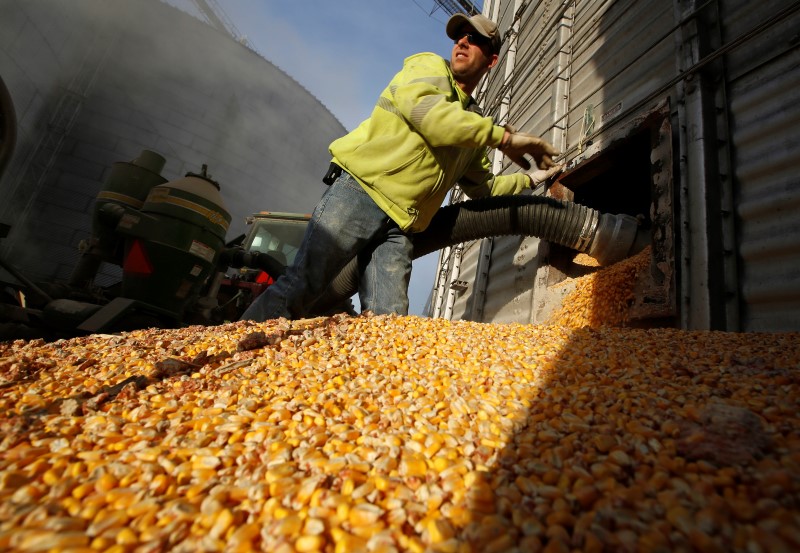 © Reuters. A worker empties corn kernels from a grain bin at DeLong Company in Minooka