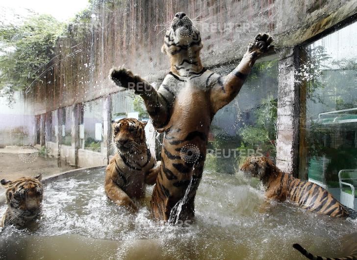 © Reuters. Dos tigres escapan de su jaula cerca de un pueblo holandés