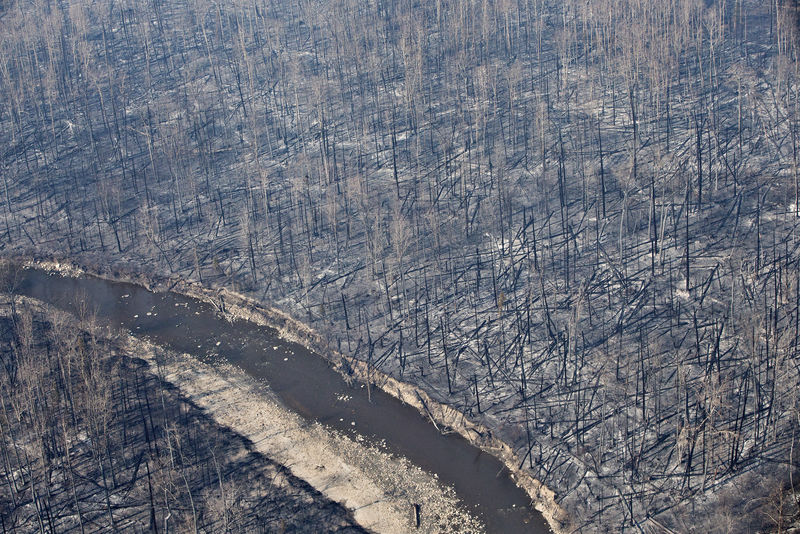 © Reuters. Лес после пожара в провинции Альберта, Канада