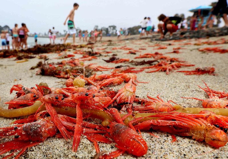 © Reuters. أسراب من السلطعون الأحمر تغزو شواطئ كاليفورنيا مرة أخرى