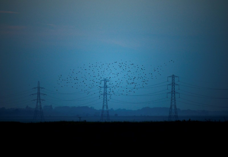 © Reuters. Migrating starlings fly at dusk past electricity pylons silhouetted by the sunset of a clear autumn evening in the Kent countryside,  in Graveney, Britain