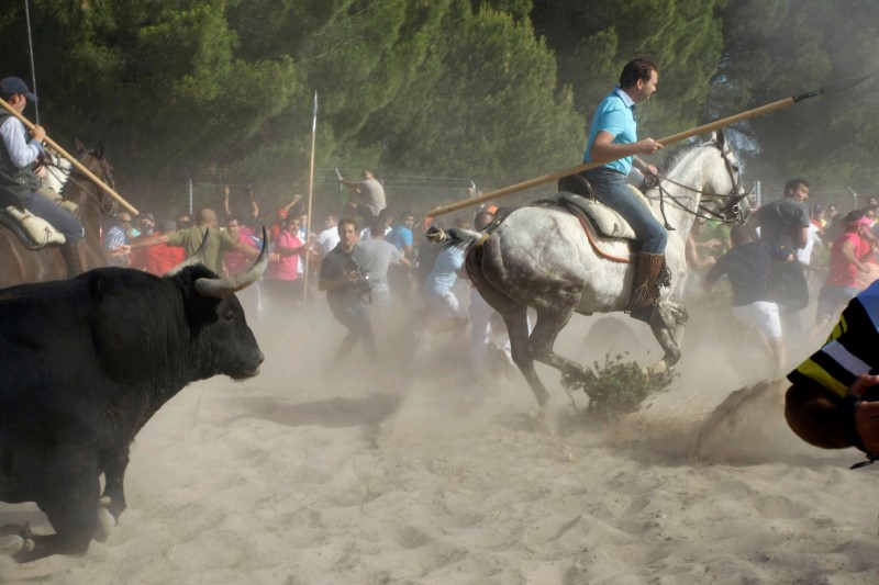 © Reuters. Touro correndo durante festival "Toro de la Vega", em Tordesilhas, Espanha