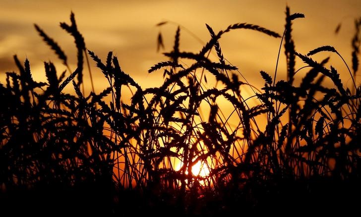 © Reuters. Поле пшеницы, принадлежащее предприятию Солгонское, в селе Солгон Красноярского края