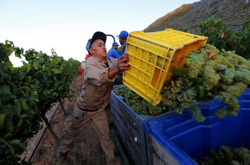 © Reuters. Workers harvest grapes at the La Motte wine farm in Franschoek near Cape Town