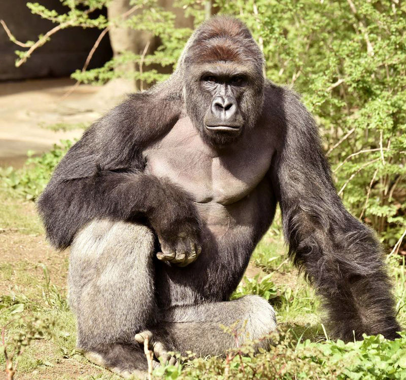 © Reuters. Harambe, a 17-year-old gorilla at the Cincinnati Zoo