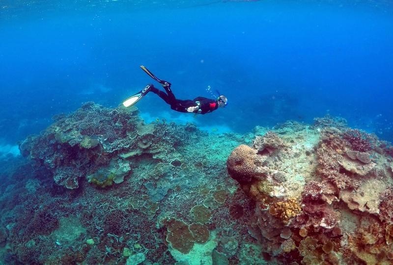 © Reuters. El futuro de la Gran Barrera de Coral, en duda por su gran blanqueamiento