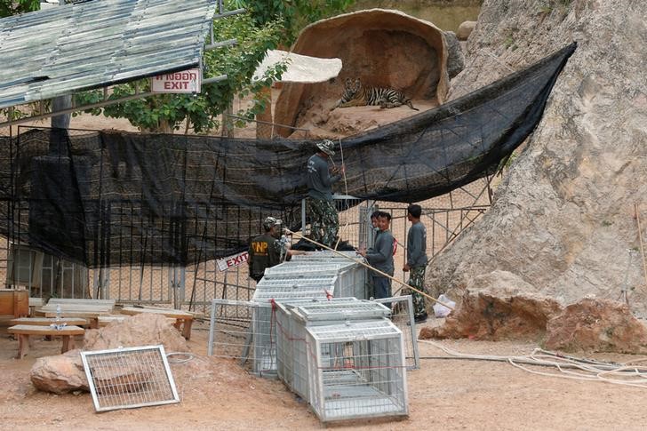 © Reuters. Officials try to lead a tiger into a cage as they start moving tigers from Thailand's controversial Tiger Temple in Kanchanaburi province