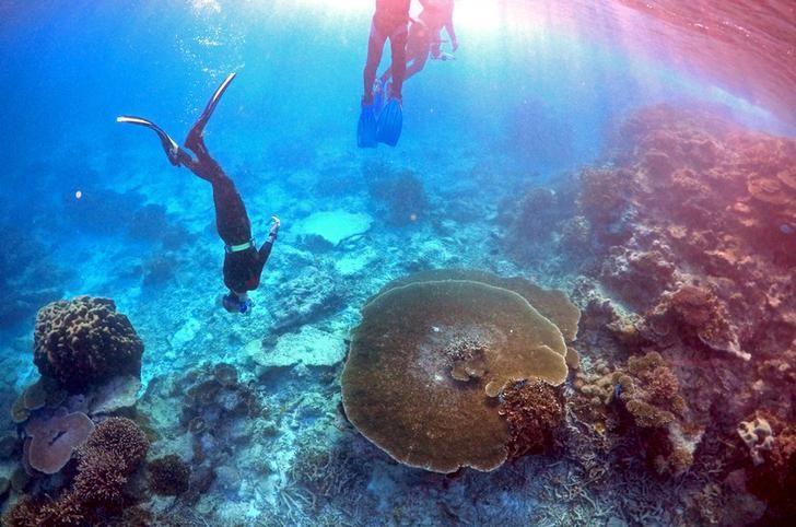 © Reuters. Mergulhadores vistos na Grande Barreira de Corais australiana