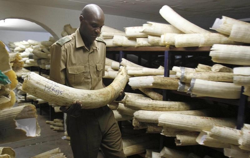 © Reuters. Zimbabwe National Parks and Wildlife Management official checks ivory inside a storeroom in Harare