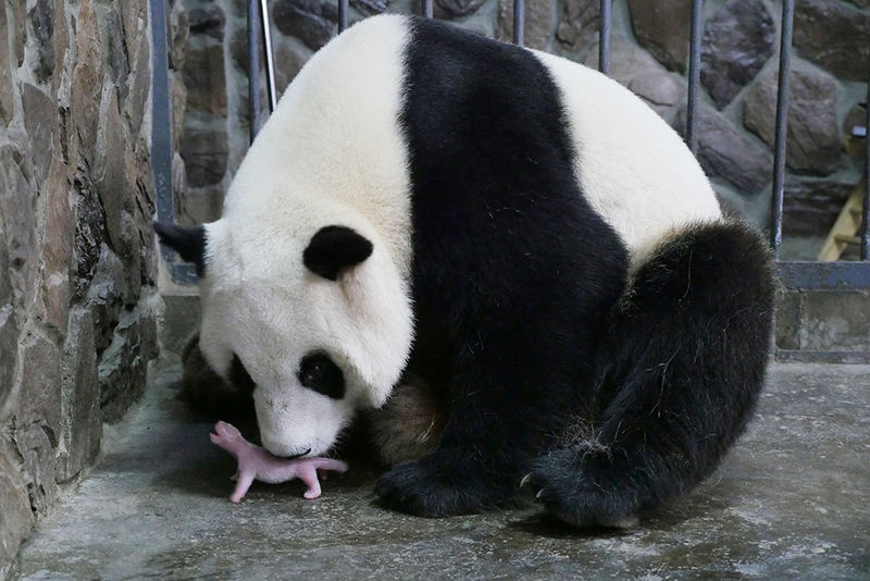 © Reuters. NAISSANCE D'UN PANDA GÉANT EN BELGIQUE