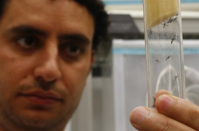 © Reuters. A scientist displays Aedes aegypti mosquitoes inside the IAEA laboratory in Seibersdorf