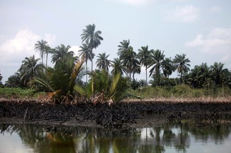 © Reuters. An oil slick clots the bottom of mangroves in Bodo creek in Ogoniland, near Nigeria's oil hub city of Port Harcourt