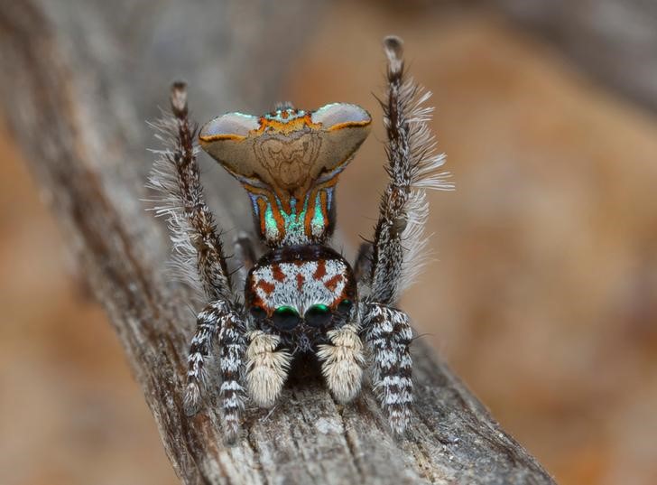 © Reuters. A specimen of the newly-discovered Australian Peacock Spider, Maratus Vespa, shows off his colourful abdomen in this undated picture from Australia
