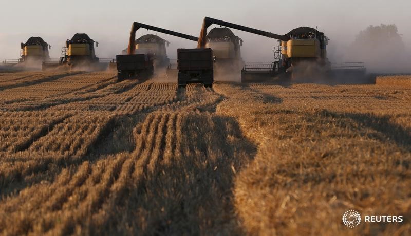 © Reuters. Комбайны на поле пшеницы к юго-западу от Красноярска