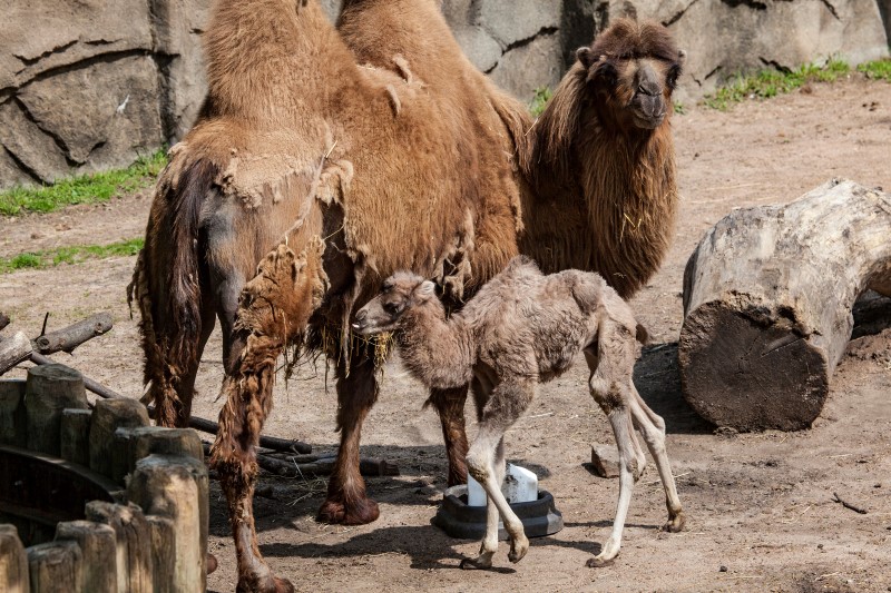 © Reuters. Camelo Alexander Camelton com a mãe no zoo Lincoln Park em Chicago, Illinois