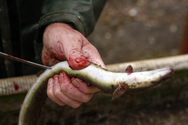 © Reuters. بحث جديد يؤكد أن أسماك الثعابين الرعاشة تستطيع قتل الجياد