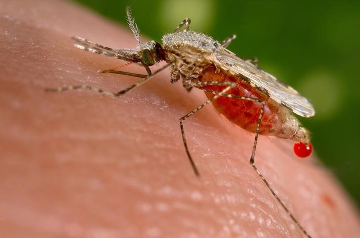 © Reuters. An Anopheles stephensi mosquito obtains a blood meal from a human host through its pointed proboscis in this handout photo