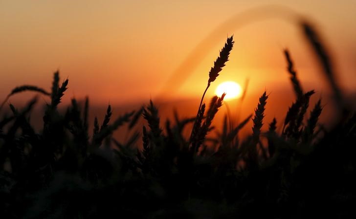 © Reuters. Пшеничное поле сельскохозяйственной компании Солгонское у деревни Тальники