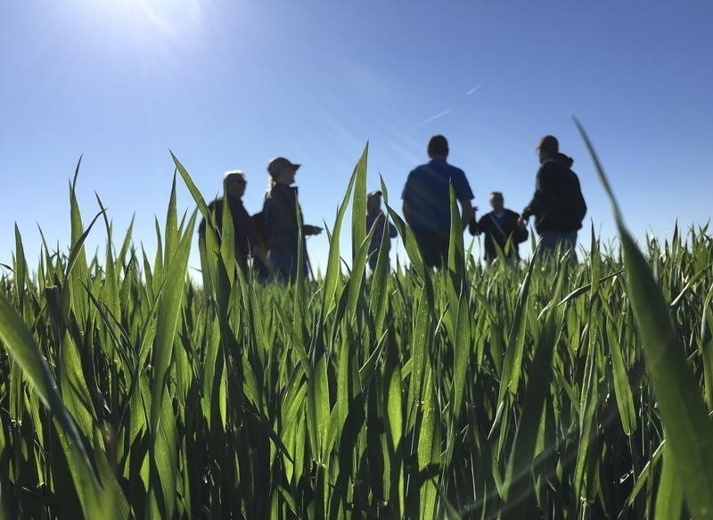 © Reuters. Crop scouts and grain buyers survey a wheat field in Leoni, Kansas