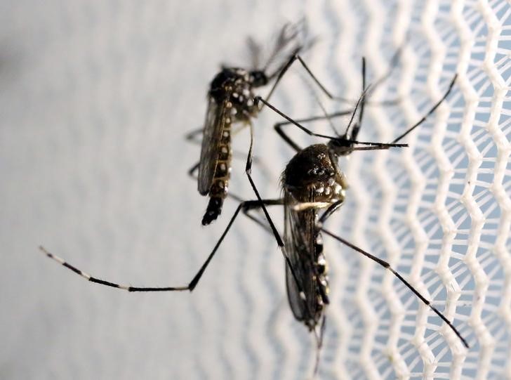 © Reuters. Aedes aegypti mosquitoes are seen inside Oxitec laboratory in Campinas, Brazil