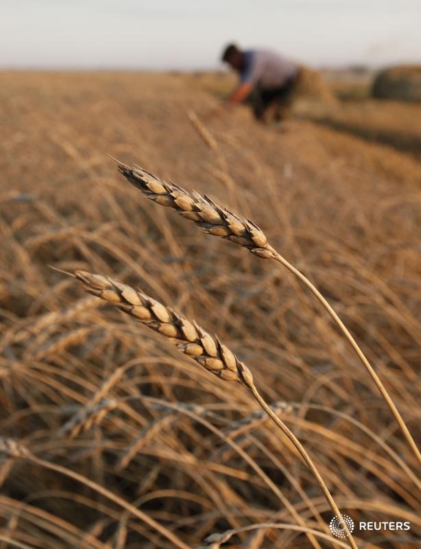 © Reuters. Пшеничное поле рядом с деревней Балахта, Красноярский край