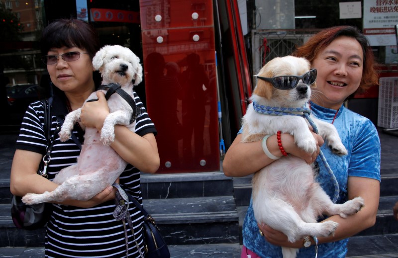 Какие собаки в китае фото China's Yulin gears up for annual dog-meat festival amidst opposition By Reuters