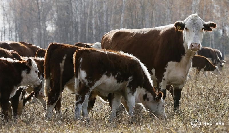 © Reuters. Коровы на ферме в Тасеево к северо-востоку от Красноярска