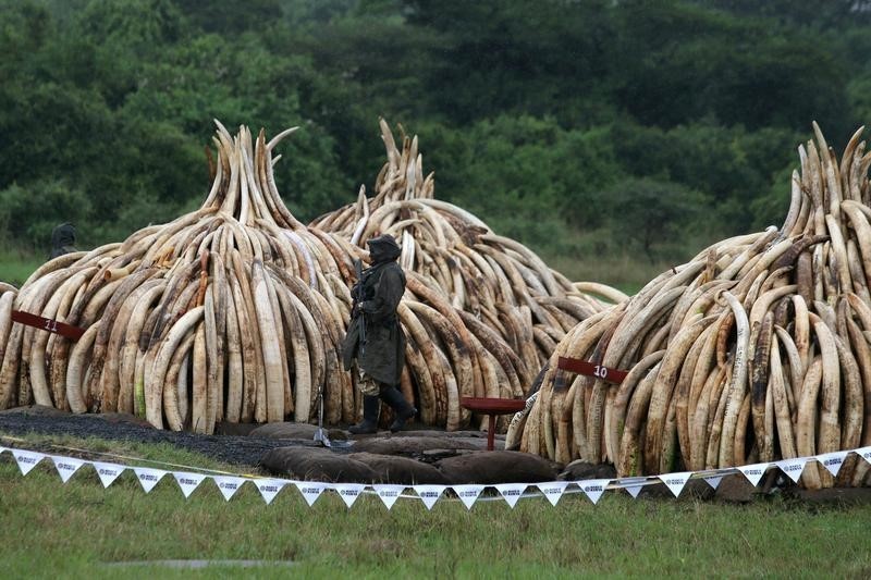 © Reuters. هيئة الحياة البرية في زيمبابوي تبدأ تحقيقا في اختفاء قرون لوحيد القرن