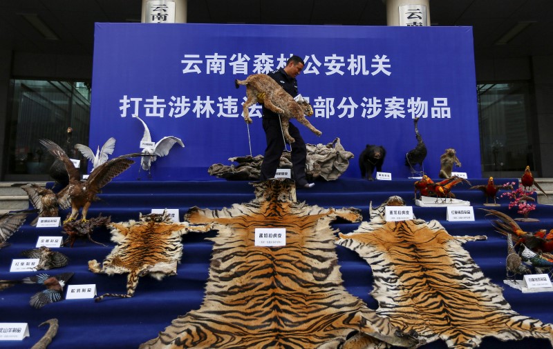 © Reuters. A police officer carries a stuffed lynx specimen at a police station in Kunming