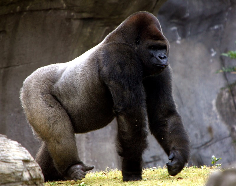 © Reuters. Gorilla walks in Mexico City's Chapultepec Zoo