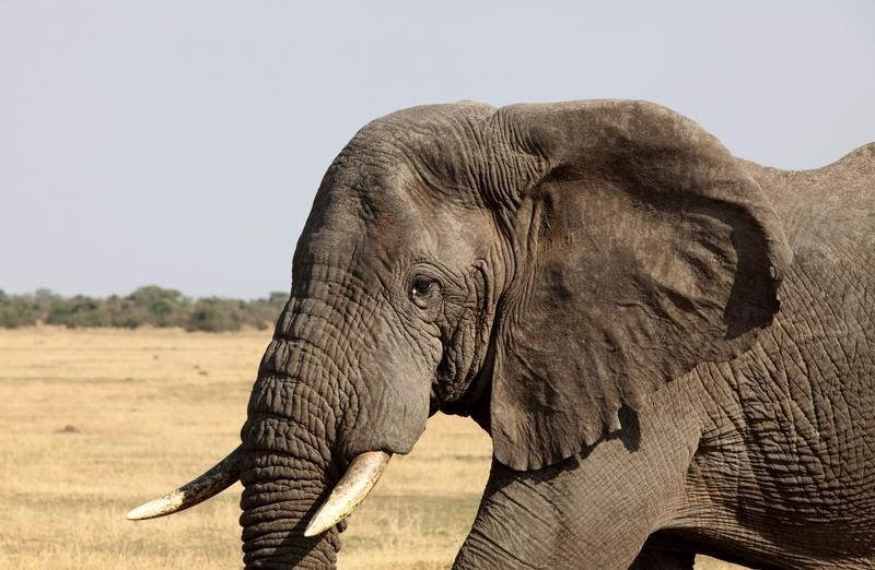 © Reuters. شرطة تنزانيا: ضبط عاج أفيال بقيمة مليوني دولار في تنزانيا خلال يونيو