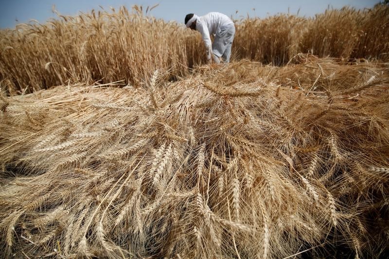 © Reuters. النائب العام المصري: التحقيقات كشفت عن فساد في منظومة توريد القمح المحلي