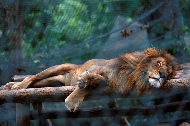 © Reuters. Leão dorme dentro de jaula no zoológico de Caracas, na Venezuela